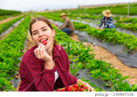 Young female farmer tasting freshly picked strawberry 130907316