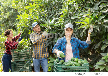 Positive woman harvesting ripe avocado in orchard Positive woman harvesting ripe avocado in orchard 130907338