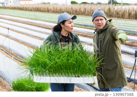 Two farmers gardening on farm, planting garlic plants 130907388