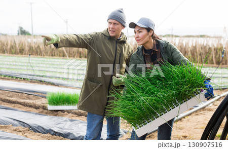 Farmers with scallion on vegetable field 130907516