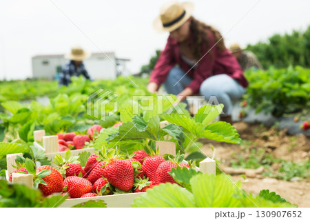 Crate of harvested strawberries at farm field on background of farmers Crate of harvested strawberries at farm field on background of farmers 130907652