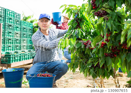 Hardworking male farmer carefully picks cherries on a tree Hardworking male farmer carefully picks cherries on a tree 130907655