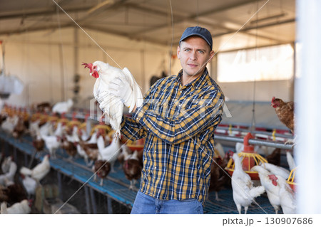 experienced european man holding chickens in chicken farm 130907686
