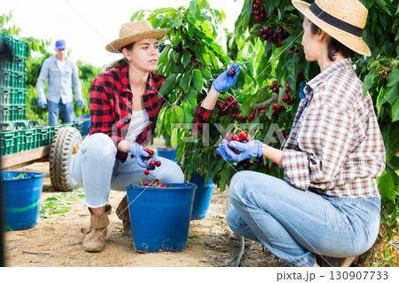 Farmers picking sweet cherries in fruit garden 130907733