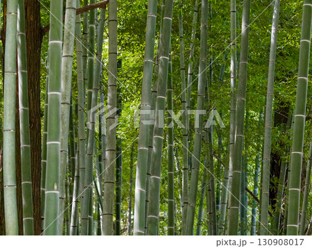 秋の孟宗竹林 130908017