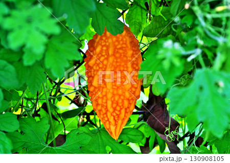 オレンジ色のゴーヤの実（秋、九月） 130908105