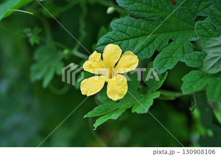 黄色のゴーヤの花（秋、九月） 130908106