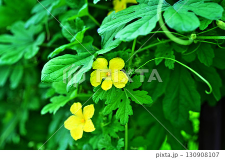 黄色のゴーヤの花（秋、九月） 130908107