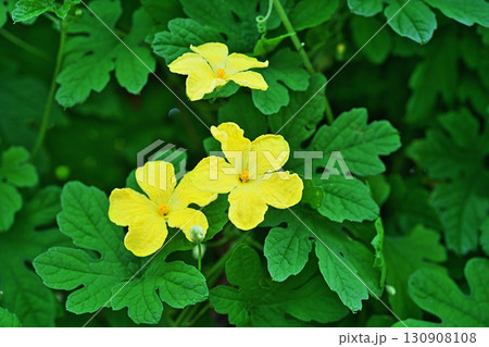 黄色のゴーヤの花（秋、九月） 130908108