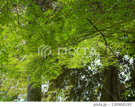 夏の終わに  イロハモミジの樹幹 130908193