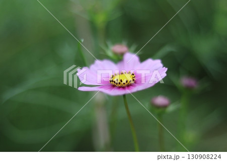 美しい緑の中のコスモス 美しい緑の中のコスモス 130908224