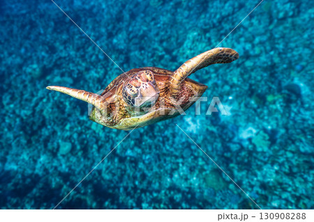 優雅に泳ぐウミガメ 優雅に泳ぐウミガメ 130908288