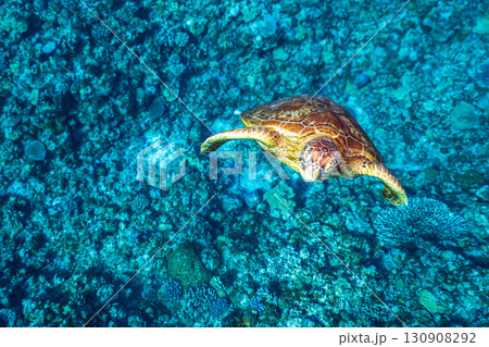 優雅に泳ぐウミガメ 130908292