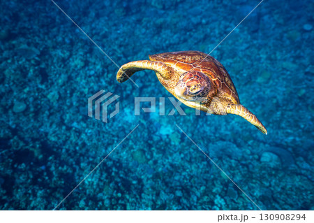 優雅に泳ぐウミガメ 優雅に泳ぐウミガメ 130908294