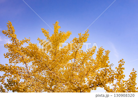紅葉したイチョウと青空 130908320
