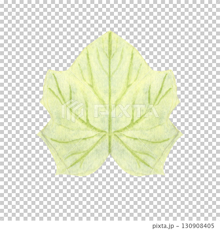Pumpkin leaf isolated on white background. Hand-painted watercolor illustration with delicate green veins, perfect for autumn harvest design, Thanksgiving, Halloween, cards, invitations, and patterns. Pumpkin leaf isolated on white background. Hand-painted watercolor illustration with delicate green veins, perfect for autumn harvest design, Thanksgiving, Halloween, cards, invitations, and patterns. 130908405