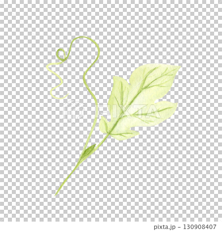 Pumpkin vine with leaf and tendril isolated on white background. Hand-painted watercolor illustration perfect for autumn harvest compositions, Thanksgiving decor, Halloween designs, cards, invitations 130908407