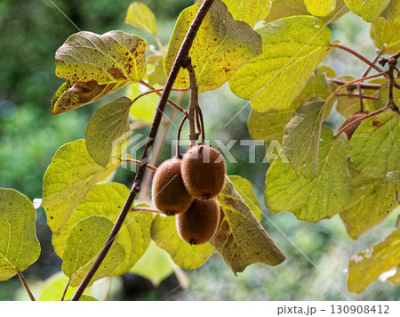 落葉性つる木本キウイの果実 130908412