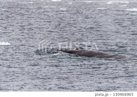 Close-up of a Whele Head 130908965