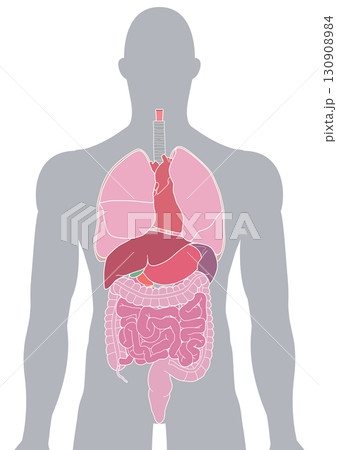 人体の内臓・臓器 130908984