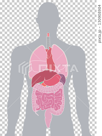 人体の内臓・臓器 130908984