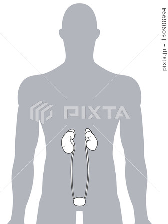 人体の腎臓・尿管・膀胱 130908994