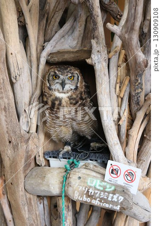 八景島シーパラダイスの「アフリカワシミミズク」 130909108