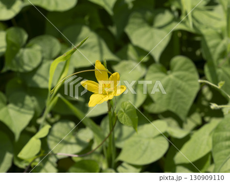 野原に咲くキバナサフランモドキ 130909110