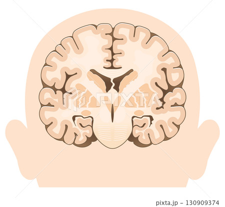 大脳の前頭断面 Cross section of the frontal cerebrum 130909374
