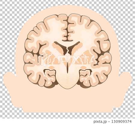大腦額葉橫切面 130909374