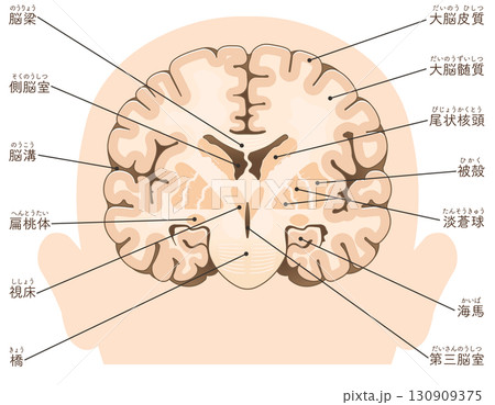 大脳の前頭断面 Cross section of the frontal cerebrum 大脳の前頭断面 Cross section of the frontal cerebrum 130909375