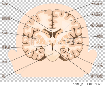 大腦額葉橫切面 大腦額葉橫切面 130909375