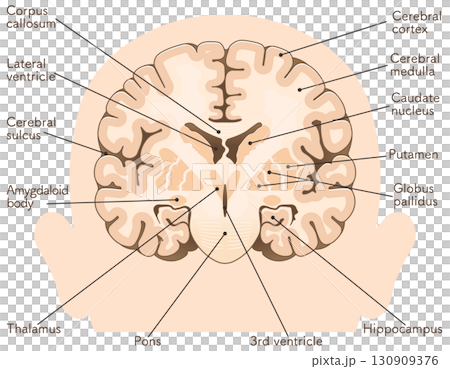 大脳の前頭断面 Cross section of the frontal cerebrum 大脳の前頭断面 Cross section of the frontal cerebrum 130909376