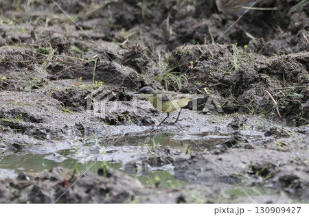 地上を歩くシベリアツメナガセキレイ 地上を歩くシベリアツメナガセキレイ 130909427