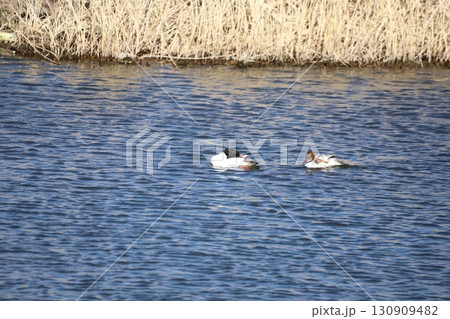 番で泳ぐカワアイサ 130909482