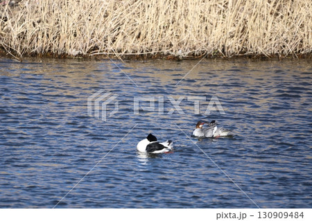 番で泳ぐカワアイサ 130909484