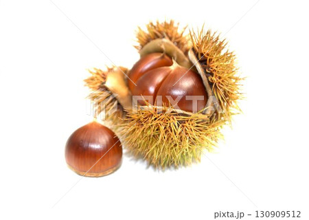 栗のイガに入った栗 栗のイガに入った栗 130909512