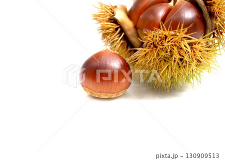 栗のイガに入った栗 130909513