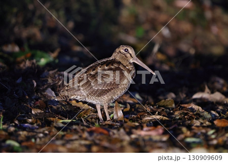 地上を歩くアマミヤマシギ 130909609