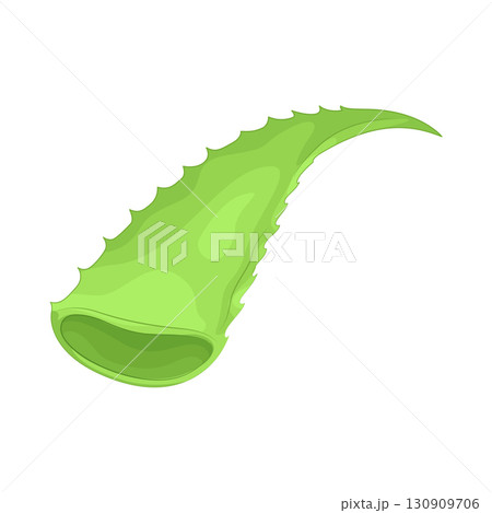 Illustration of aloe vera 130909706
