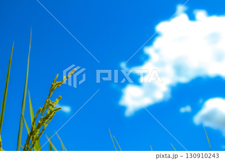青空と風に揺れる稲穂 青空と風に揺れる稲穂 130910243