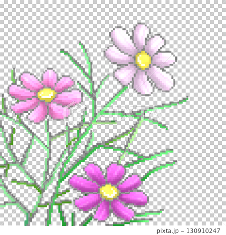 Pink Cosmos 130910247