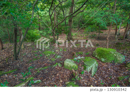 大津市北小松の山林風景　滋賀県 130910342