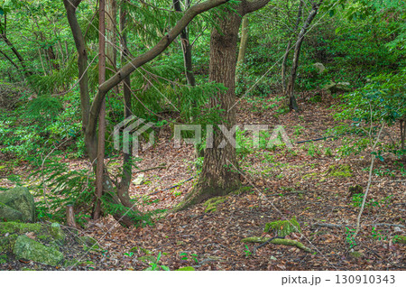 大津市北小松の山林風景　滋賀県 130910343