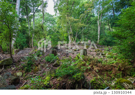 大津市北小松の山林風景 滋賀県 大津市北小松の山林風景 滋賀県 130910344