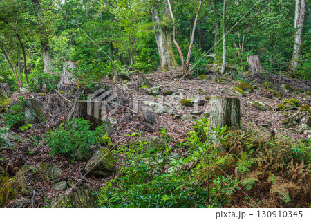 大津市北小松の山林風景　滋賀県 130910345