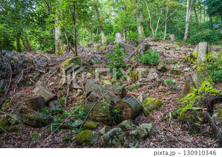 大津市北小松の山林風景　滋賀県 130910346