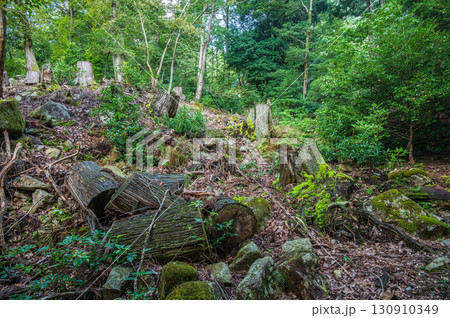 大津市北小松の山林風景 滋賀県 大津市北小松の山林風景 滋賀県 130910349