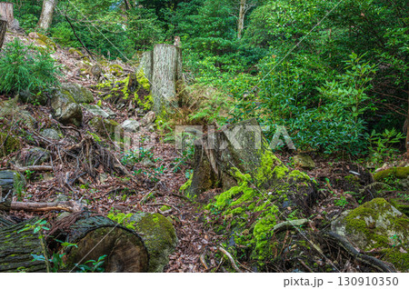 大津市北小松の山林風景　滋賀県 130910350