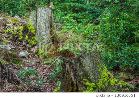 大津市北小松の山林風景　滋賀県 130910351